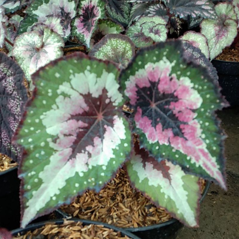 Tanaman Hias Begonia Rex/Tanaman Bunga Hias Begonia Pelangi