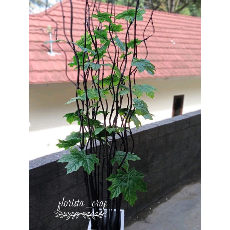 bambu ulir daun maple hijau