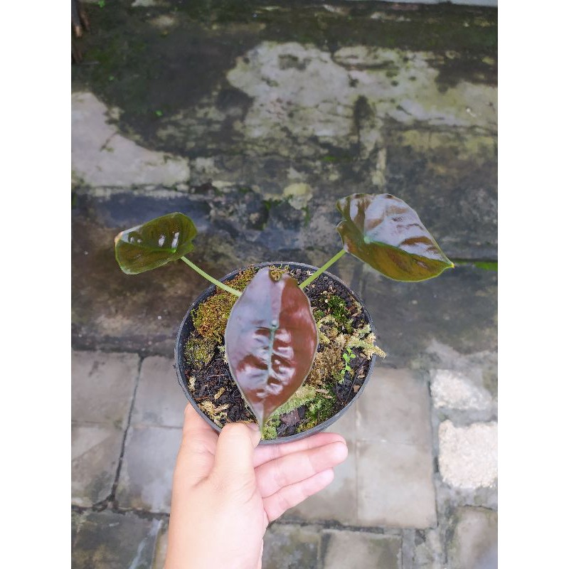Alocasia infernalis / alocasia black indo