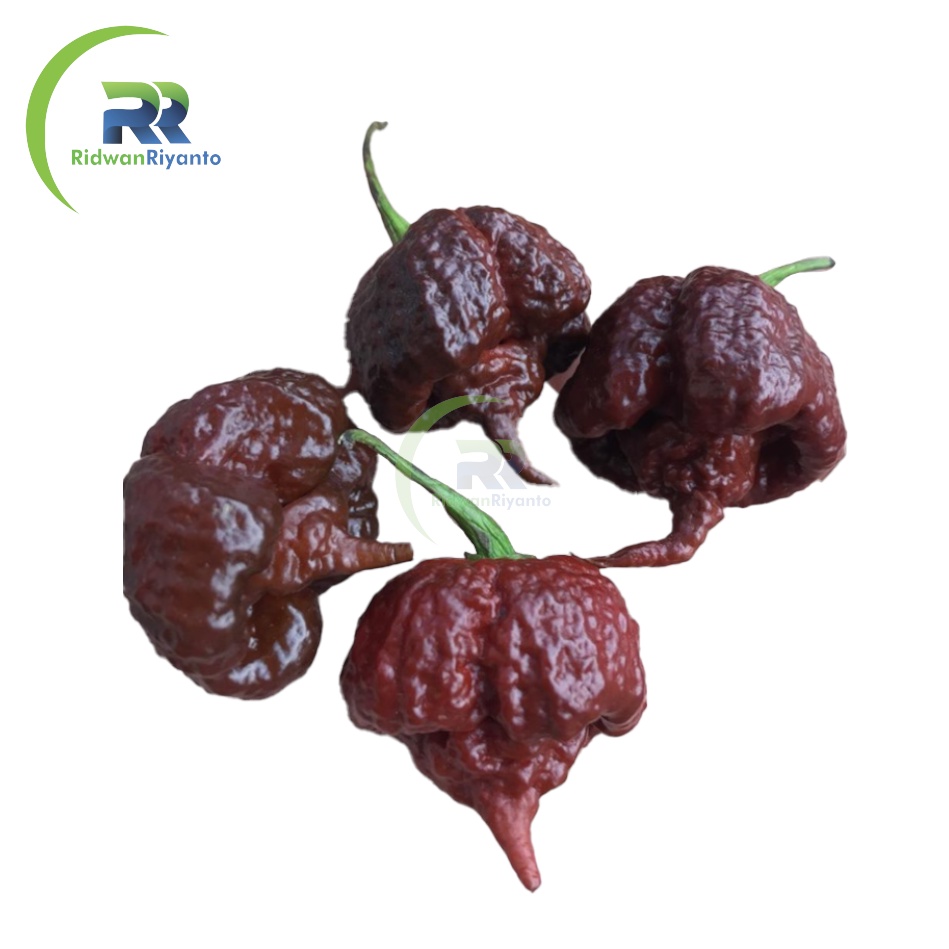 BIJI Benih Cabai CAROLINA REAPER CHOCO Cabe Terpedas Nomor 1 di Dunia Versi Guinness World Record