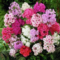 Benih Bibit Biji - Bunga Phlox Brilliancy (Phlox drummondii) Flower Seeds - IMPORT