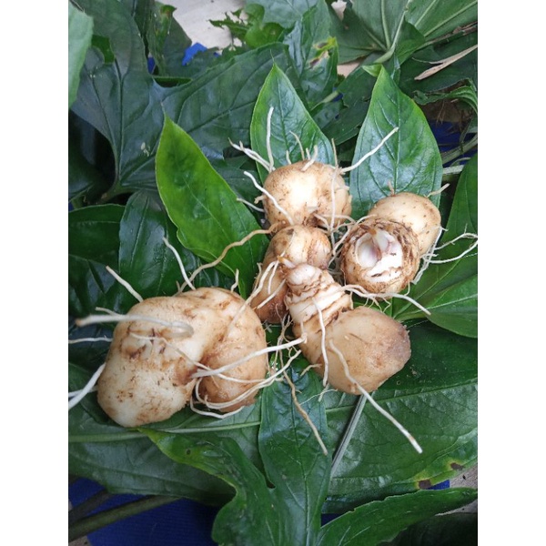 Umbi Gadung Tikus Tacca Palmata Herbal