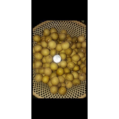 

Lengkeng ukuran sedang 1kg