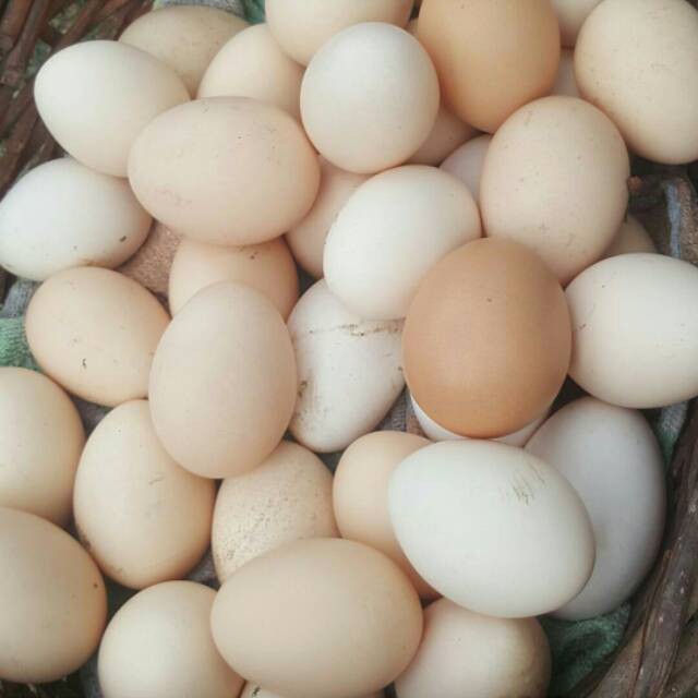 

TELUR AYAM KAMPUNG 1 PACK 4 BIJI (HARGA 4 BIJI)