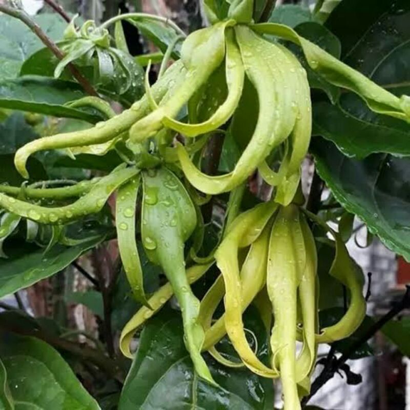 bunga kenanga untuk tabur Makam/Ziarah kembang kenanga wangi