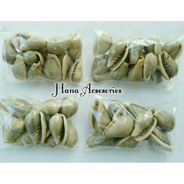 Cangkang Keong Gonggong