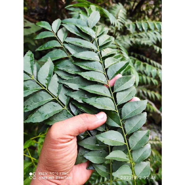

Daun kari segar ~ Temurui ~ Salam Koja ~ Murraya Koenigii