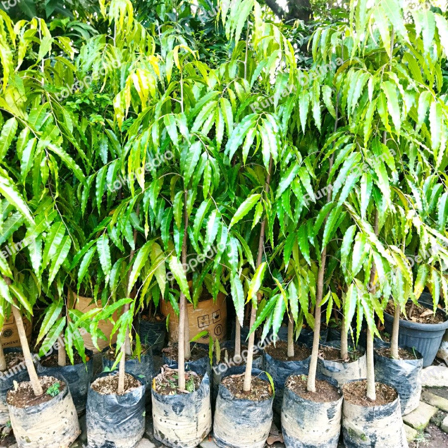 TANAMAN GLODOKAN TIANG /POHON GLODOKAN TIANG