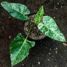Tanaman Hias Philodendron Marble Variegata - Philodendrum Marble Varigata - Philo Marble Varigata