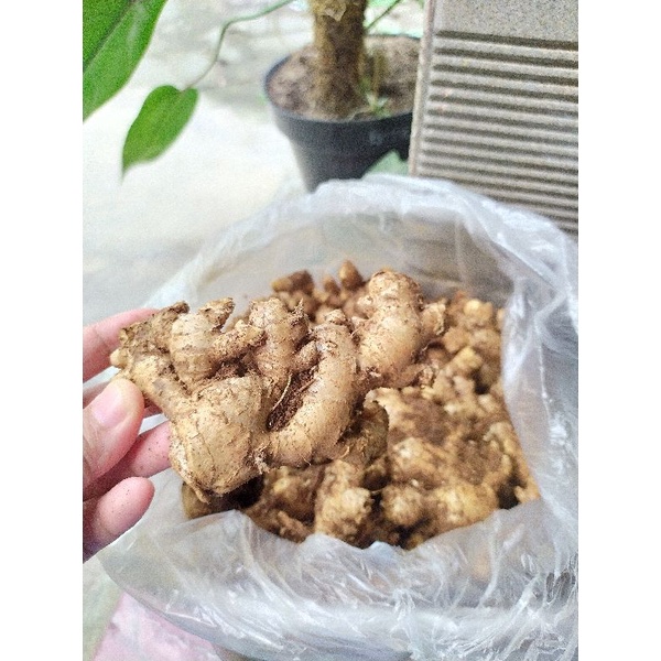 

Jahe Emprit Temanggung| 900 gram