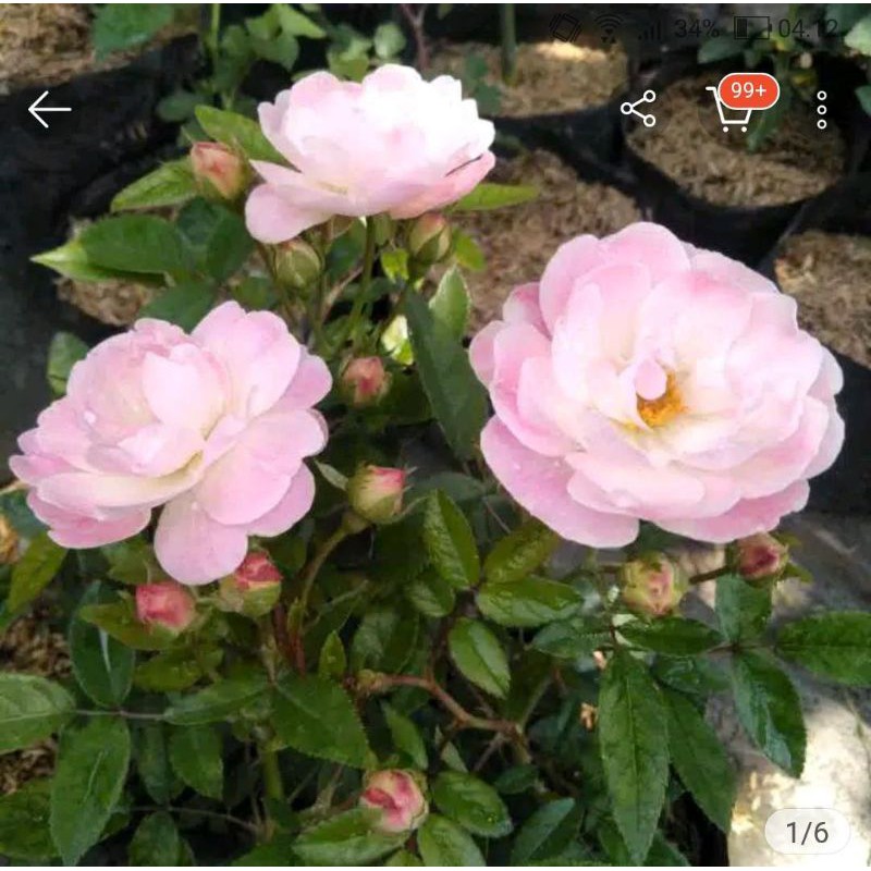 paket 4 mawar rambat