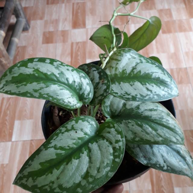 Tanaman Hias Scindapsus Pictus