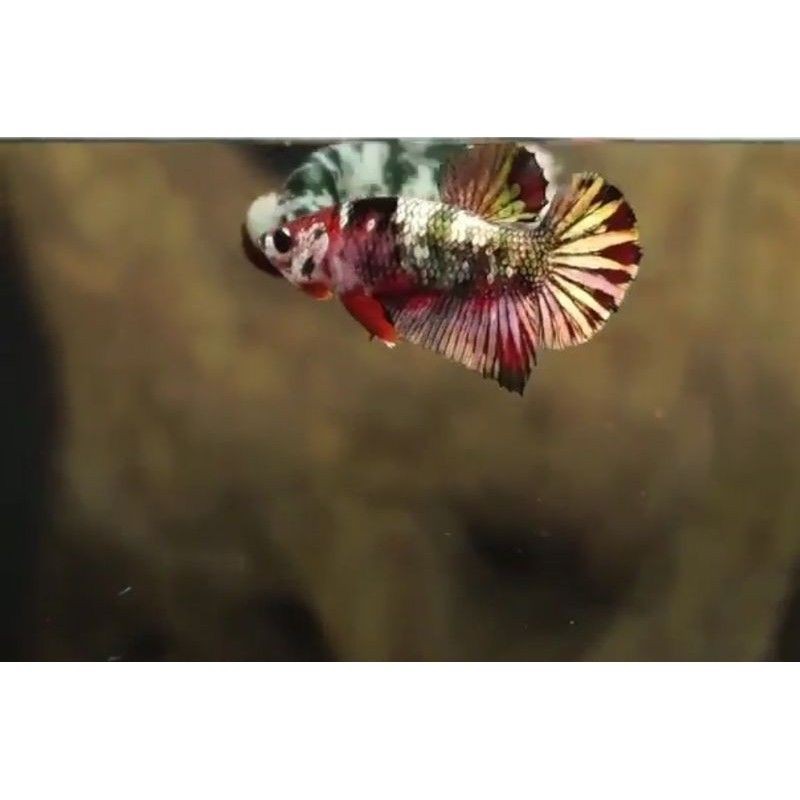 AVATAR NEMO GOLD/NEMO GOLD/IRON MEN 100% ORII TAHILAND VERSI 2021