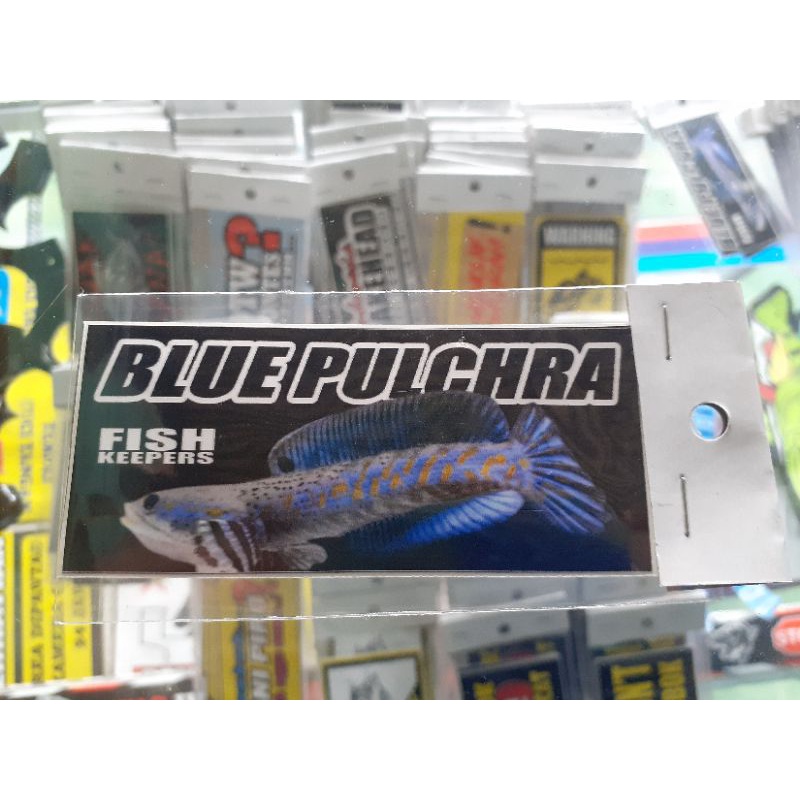 Sticker aquarium blue pulchra sticker murah sticker ikan sticker channa sticker maru stiker blue pul