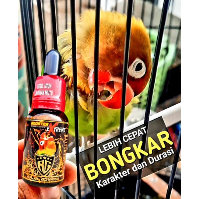 Oil Booster Extreme Lovebird Raja Goyang (RG) termurah bisa Cod 100% Original Produk