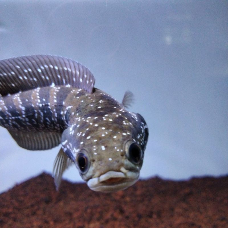 ASIATICA WS 14-15 CM FULL MUTIARA video unboxing garansi doa