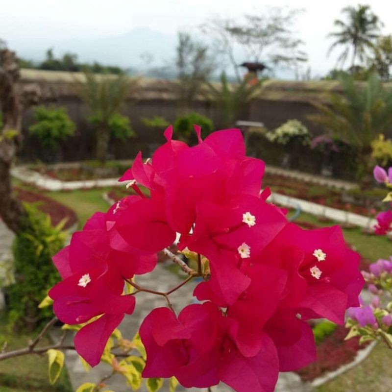 Tanaman Hias Bunga Bougenville Merah - Bibit Bougenville Bunga Kertas