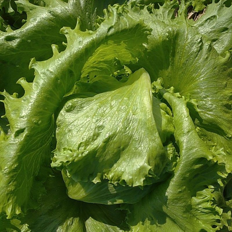 LETUS / LETTUCE / Head LETUCE Selada segar