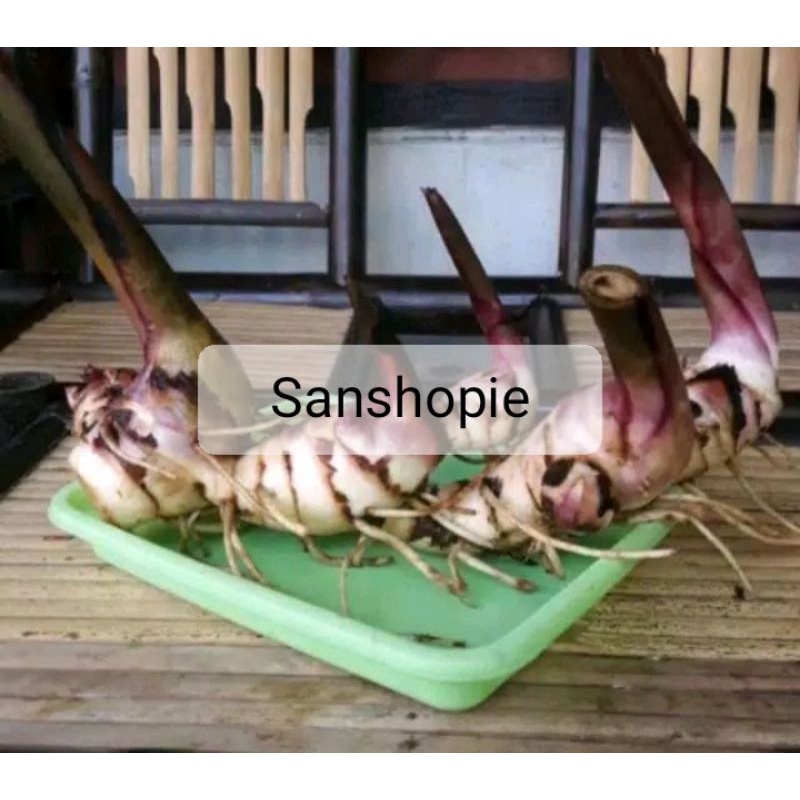 

Ubi atau umbi ganyong ganyol segar paket 1 kg