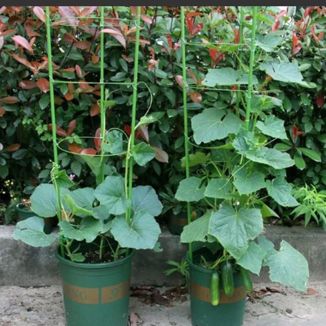 Tiang Penyangga Rambat Tanaman Tomat 45Cm - 45(18)