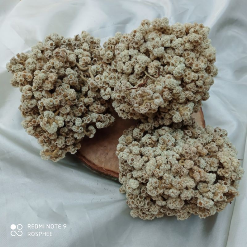 Ikat Besar Bunga Kering Asli Bunga Buket Vas