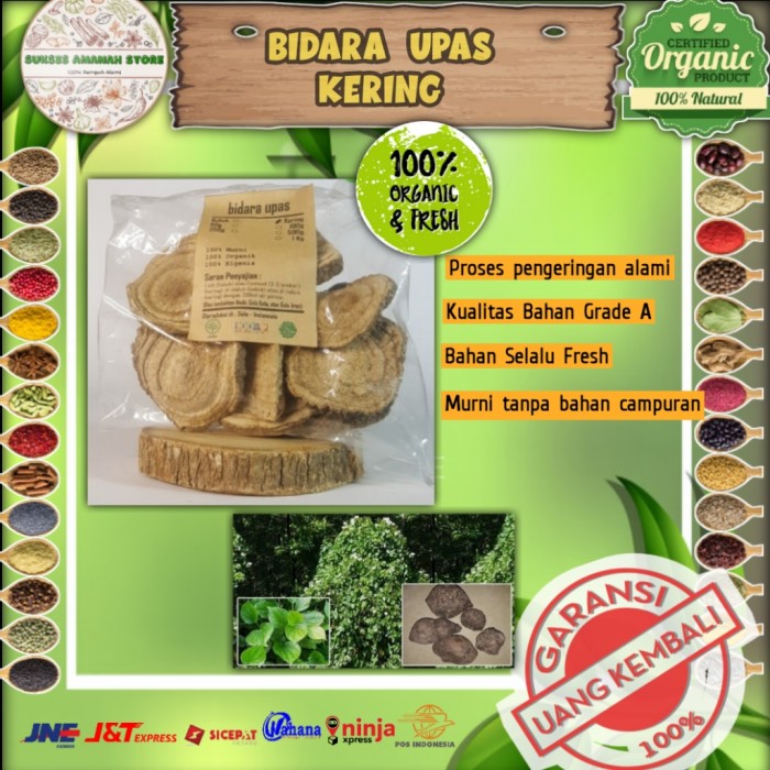 

bidara upas kering umbi widoro 1 kg Merremia mammosa herbal murni
