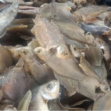 

Ikan Asin Sepat Kecil - 250 Gram