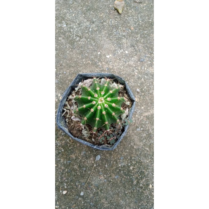 kaktus ownroot