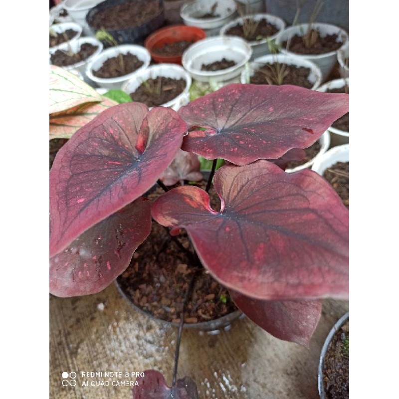 keladi cokolatos / caladium dealova