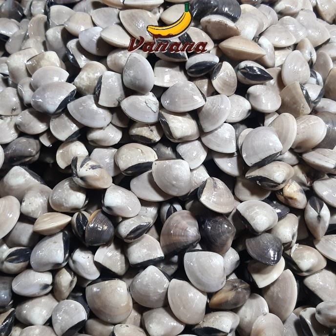 

Kerang tahu 1kg (1000g)