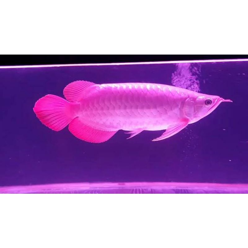 Ikan Arwana Super Red 50cm Lengkap Bergaransi