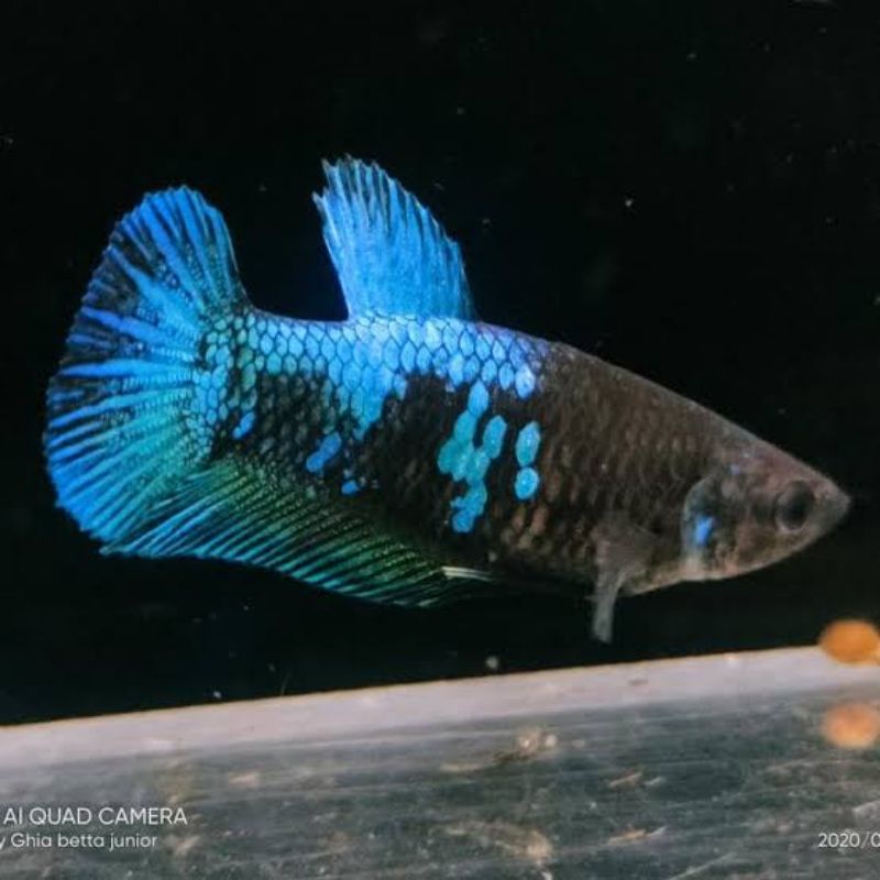 ikan cupang betina avatar gordon cantik murah