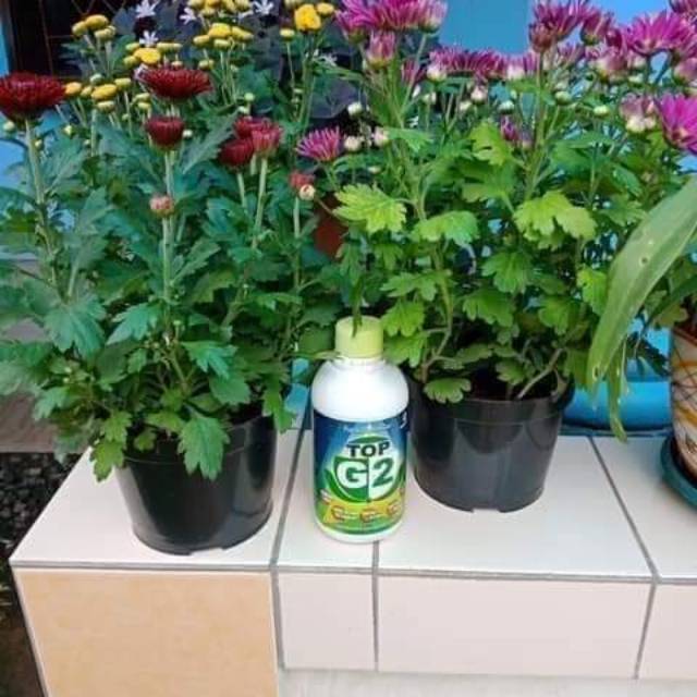 Pupuk organik cair top G2