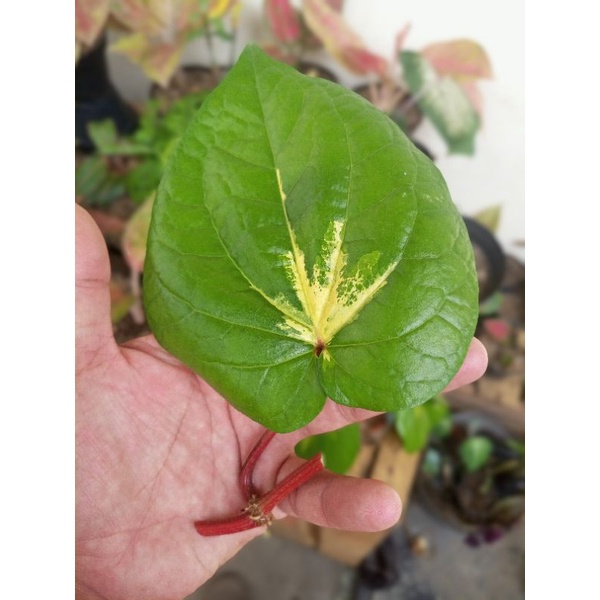 Sirih Herbal Kuning Varigata