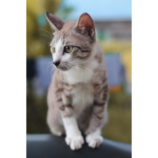 Roundup 486 Sl 1l Herbisida Pembasmi Rumput 1 Liter