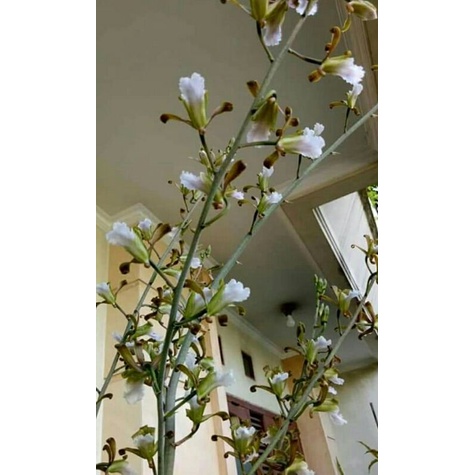 anggrek gurun/eulophia petersii