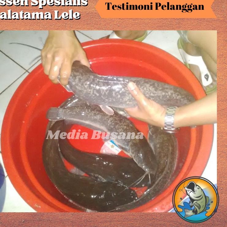 ⚡COD⚡Essen Esen Ikan Lele Galatama Lele Ampuh Paling Jitu Irex Merah Umpan Galatama Gt Harian Lele S