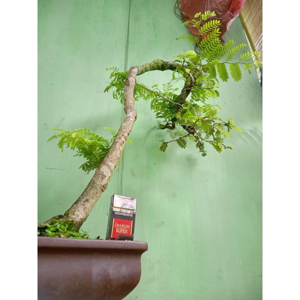 asem jawa besar,bahan bonsai.