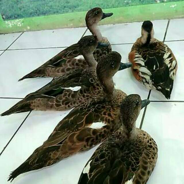 Jontrot Patung Belibis Asli Shopee Indonesia