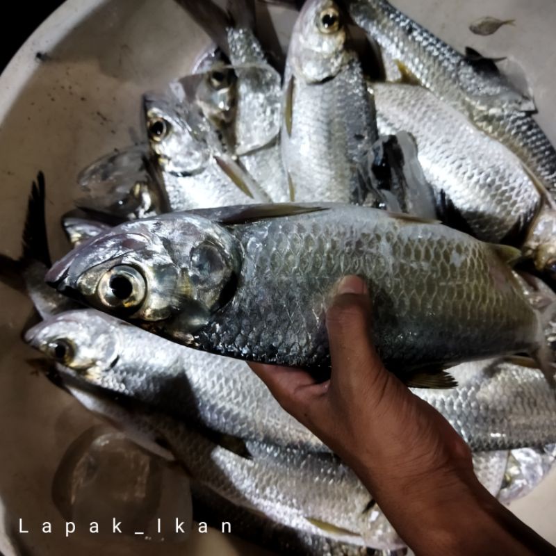 

Ikan Bulan Bulan Segar 1Kg Ikan Torpon Fresh Segar Dan BERGARANSI