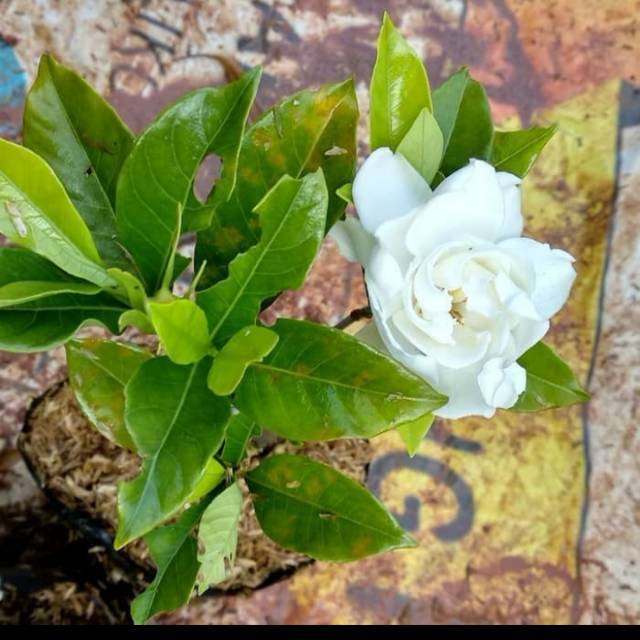 Tanaman hias melati kaca piring - bunga melati besar kaca piring