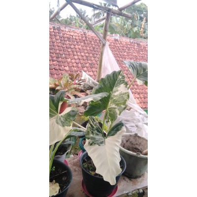 Tanaman Hias Keladi Sente varigata remaja