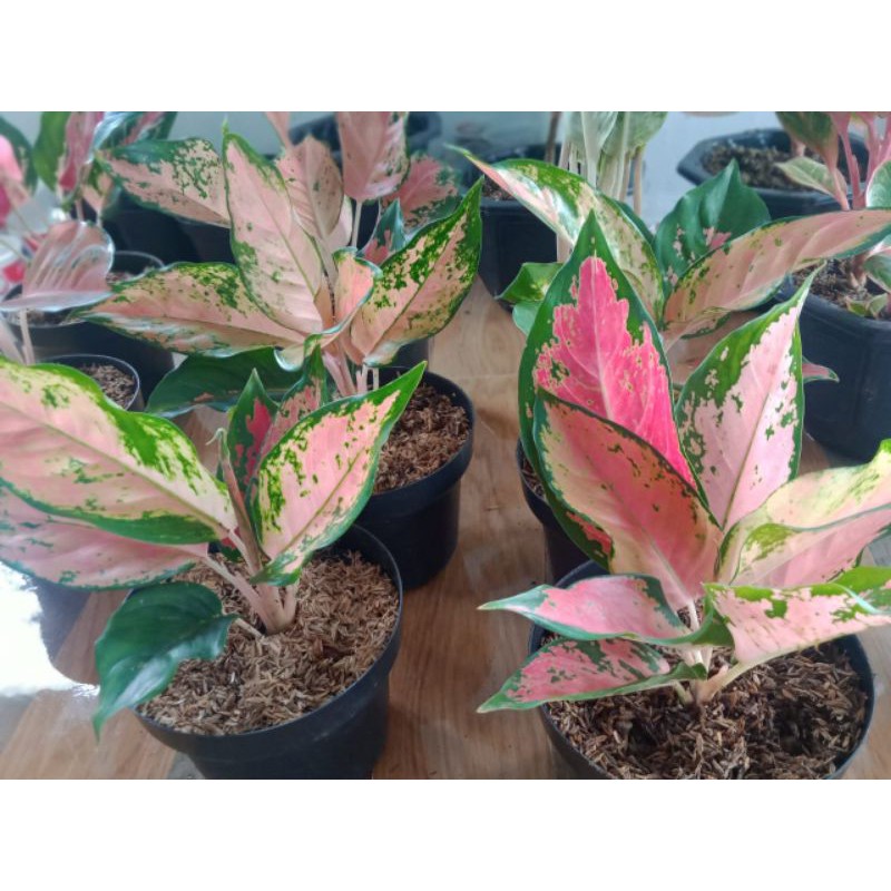 aglonema kochin tembaga compacta / kocin tembaga varian  cantik