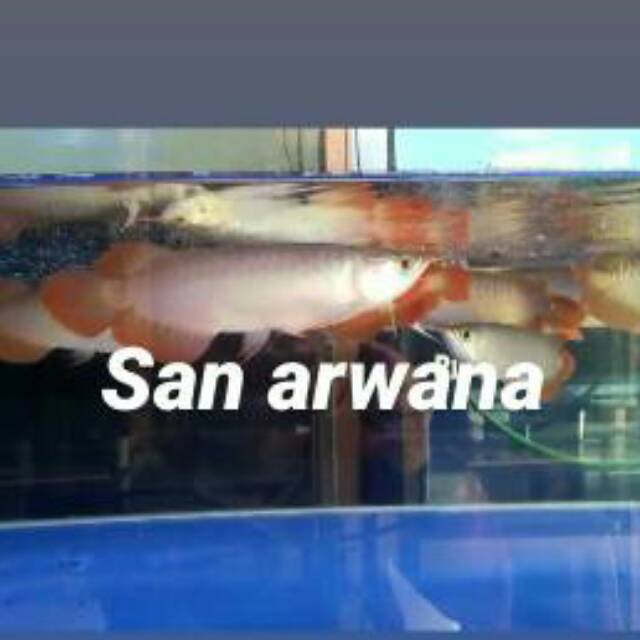 Arwana super red chili bluebase ikan arwana