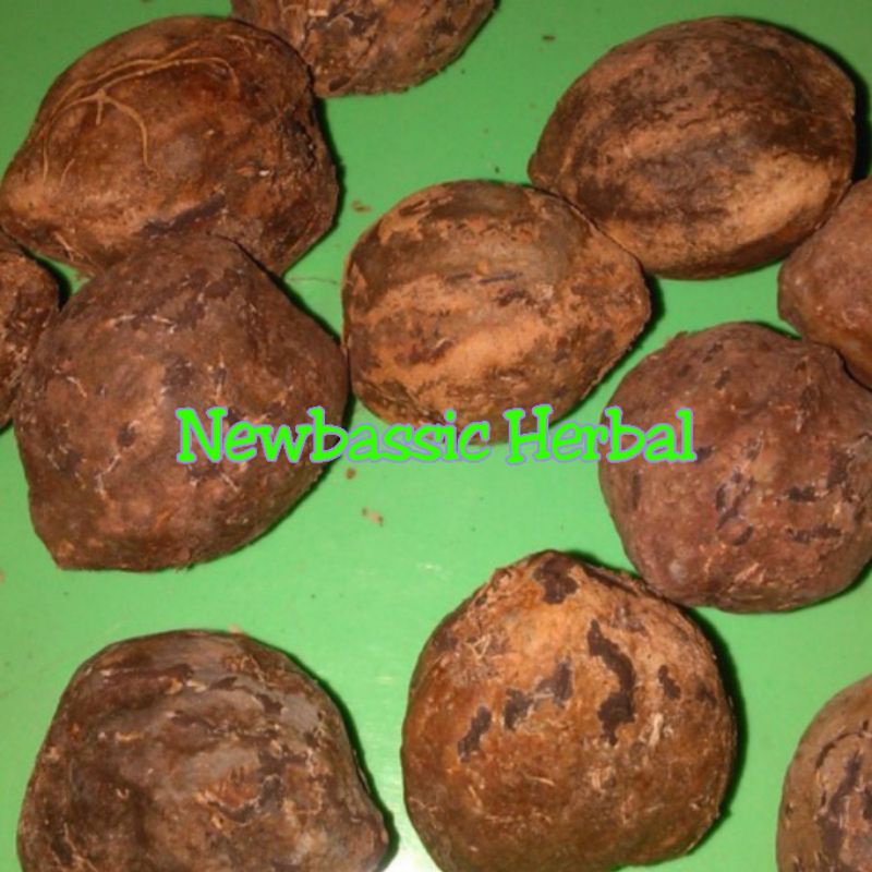 

buah kemiri belum di kupas