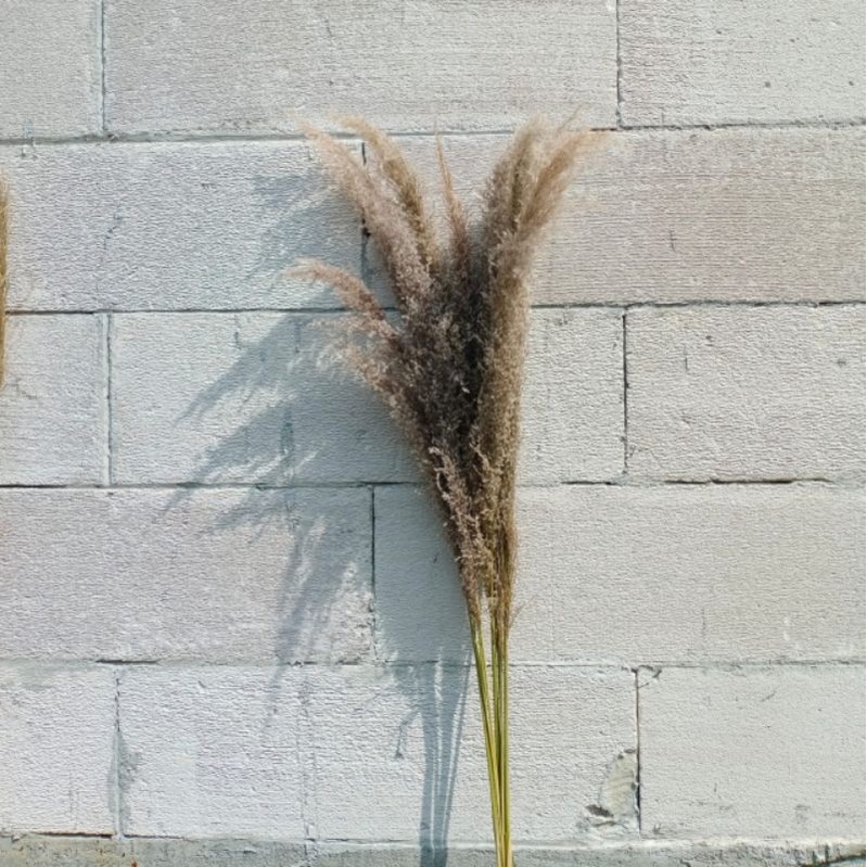 Pampas Bulu Lokal/  Dried Pampas Lokal