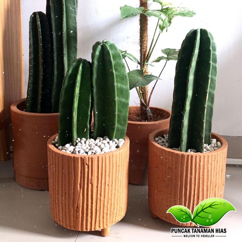 Kaktus koboi tanpa duri kaktus koboi kaktus belimbing
