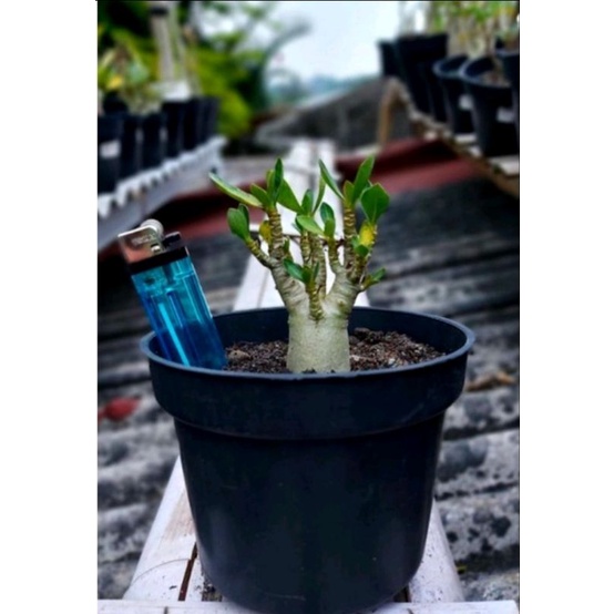 adenium godji x emerald tank size A