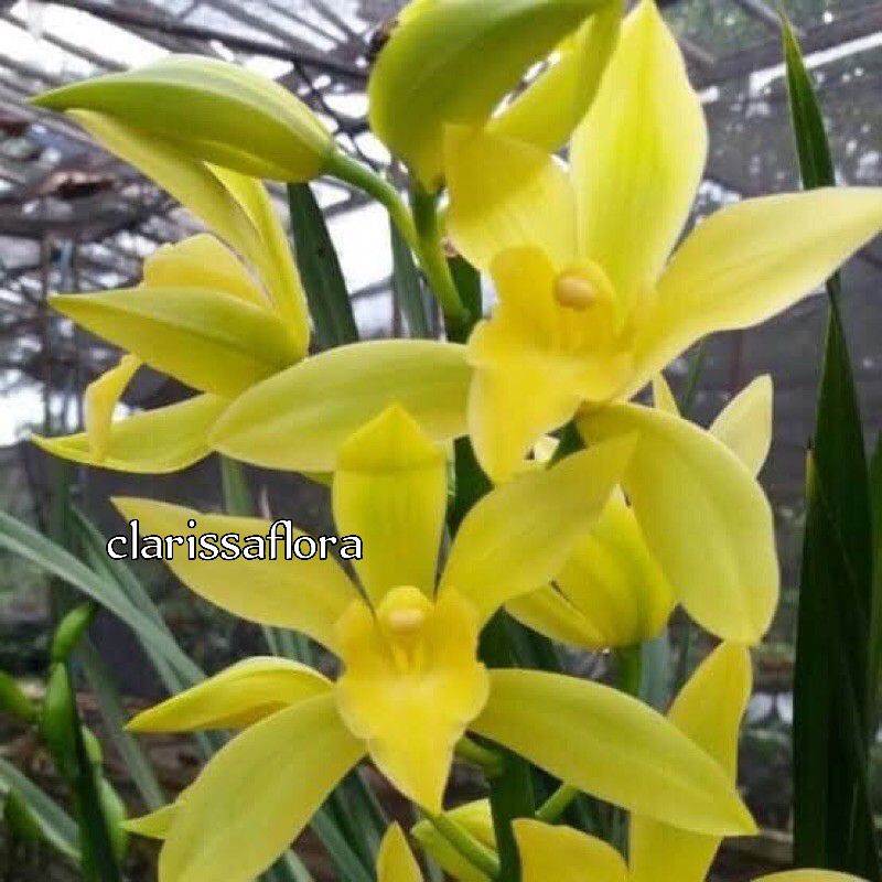 ANGGREK TANAH KUNING - POHON ANGGREK TANAH