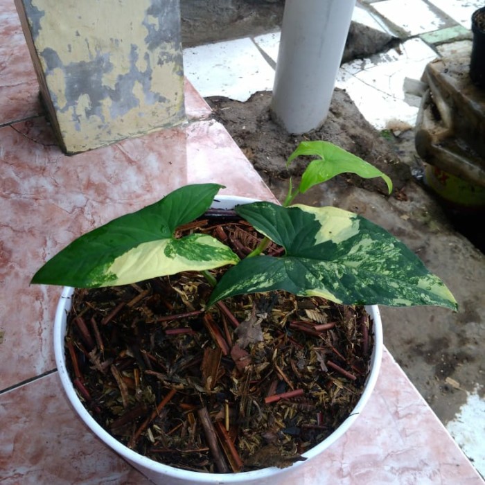 Burle Marx (tanaman hias syngonium burle marx) bisa COD Taman Aglaonema Kediri